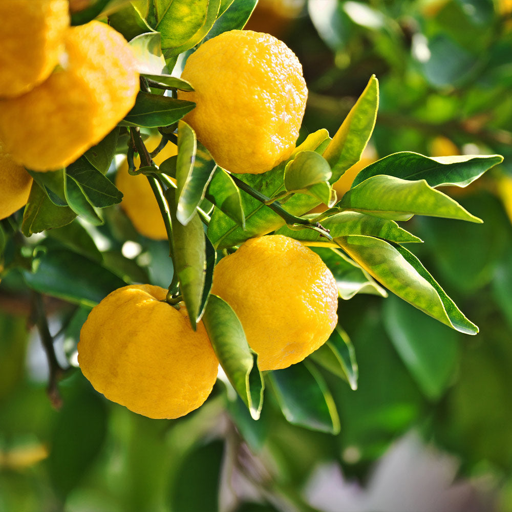 Yuzu Lemon Trees for Sale -  – Madison Citrus  Nursery