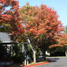 Green Vase'® Zelkova Tree