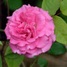 Zephirine Drouhin Climbing Rose Shrub