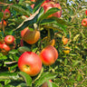 Zestar Apple Tree