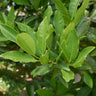 Allspice Tree