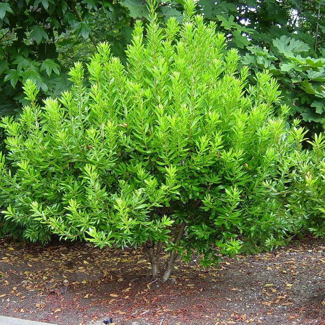 dons dwarf wax myrtle