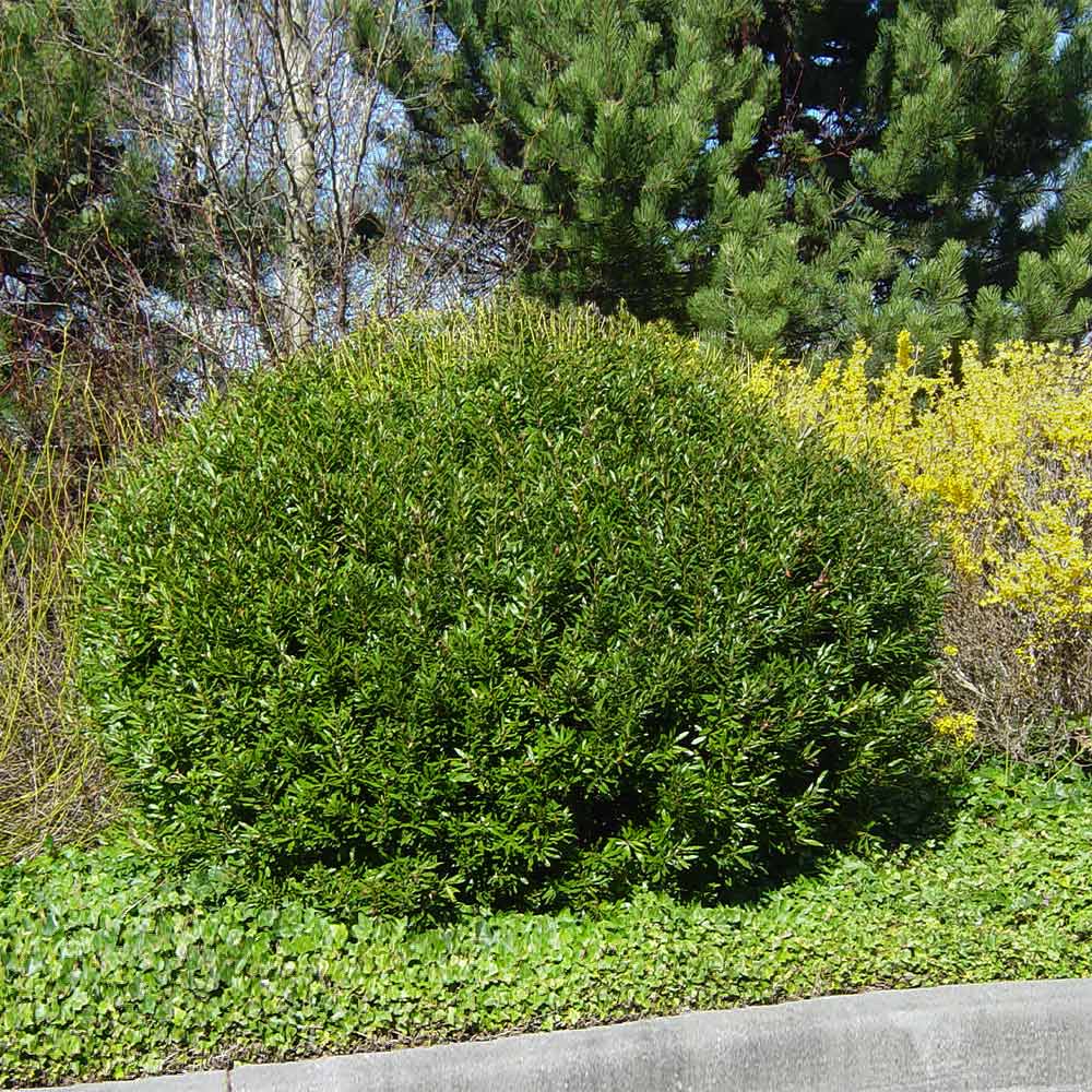 Don's Dwarf Wax Myrtle Shrub