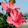 First Lady™ Hollywood Hibiscus