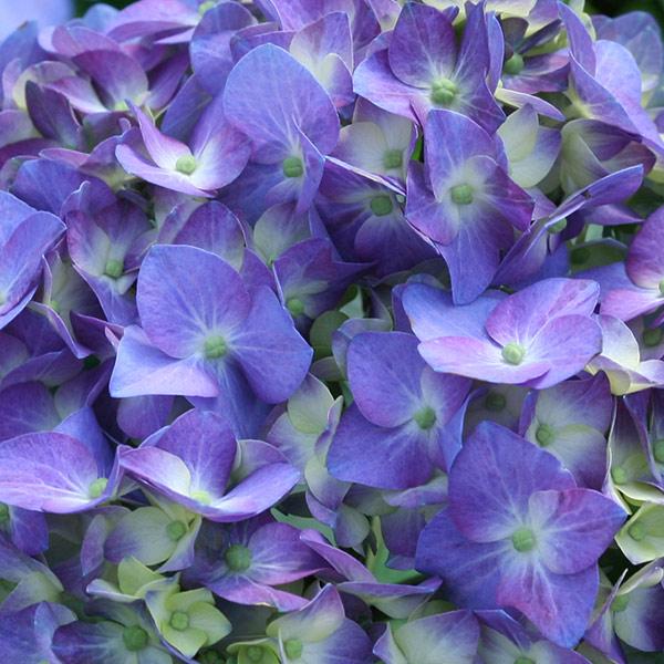 Let's Dance® Blue Jangles Hydrangea Shrub