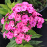 Super Ka-Pow™ Coral Phlox