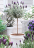 Lavender Standard Topiary Tree