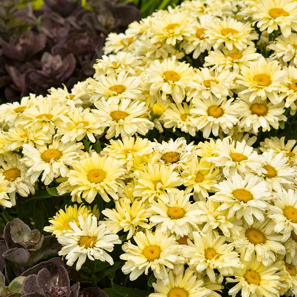 Leucanthemum AMAZING DAISIES® 'Banana Cream II' - Garden Crossings