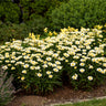 Amazing Daisies® ‘Banana Cream II’ Shasta Daisy