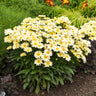 Amazing Daisies® ‘Banana Cream II’ Shasta Daisy