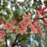 Red Yucca Little Giant