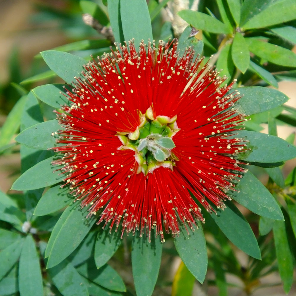 bottle brush tree  Landscape trees, Bottle brush trees, Garden trees