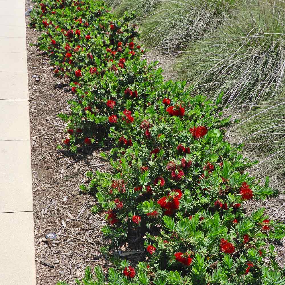 Bottle brush