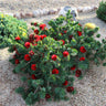 Little John Dwarf Bottlebrush Shrub