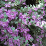 Lynn's Legacy Texas Sage Shrub