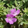 Lynn's Legacy Texas Sage Shrub