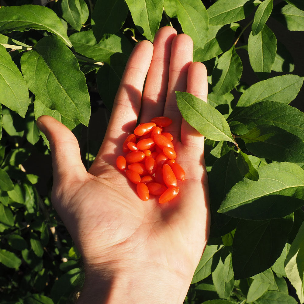 These Miracle Plastic Containers Keep Berries Day One Fresh For