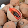 Mamey Fruit Tree