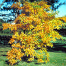 Sassafras Tree