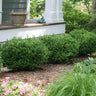 Sprinter® Boxwood Shrub