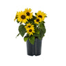 'Sunfinity' Sunflower