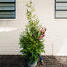 Thuja Green Giant Arborvitae