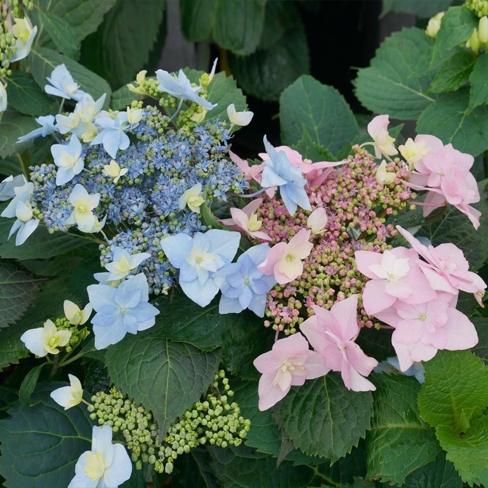 Tuff Stuff Ah-Ha® Hydrangea Shrubs for Sale