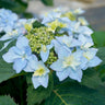 Tuff Stuff Ah-Ha® Hydrangea Shrub