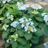 Tuff Stuff Ah-Ha® Hydrangea Shrub