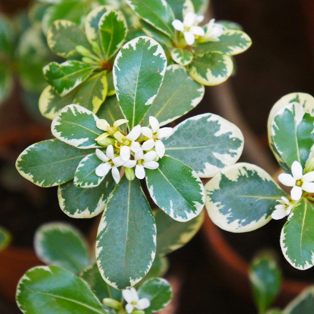 Variegated Japanese Pittosporum