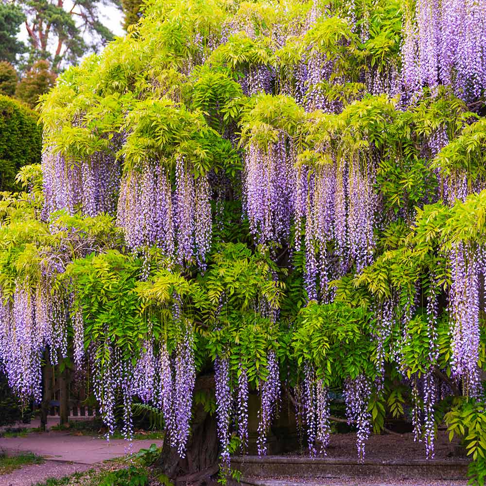 CODES)How To Get The Umbrella In Wisteria