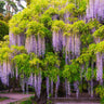 Wisteria - Tree Form