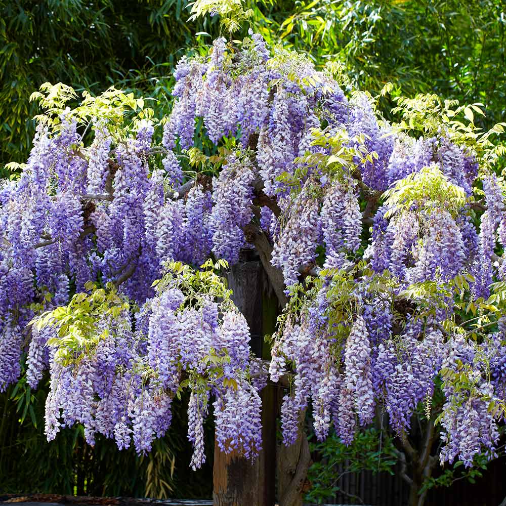 Wisteria Tree