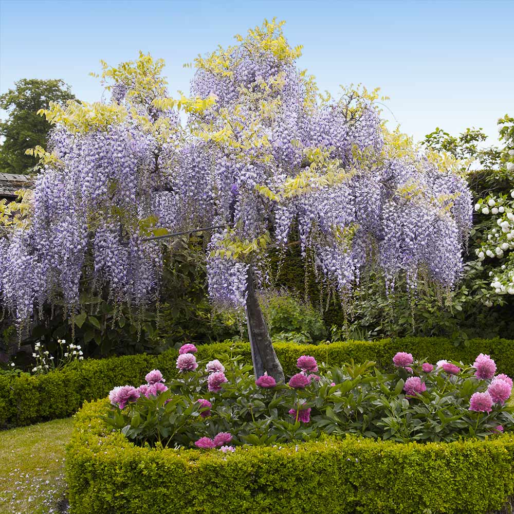 (Purple) Chinese Wisteria (Tree-Form)