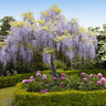 Wisteria - Tree Form