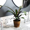 Zebra Plant in Decorative Pot