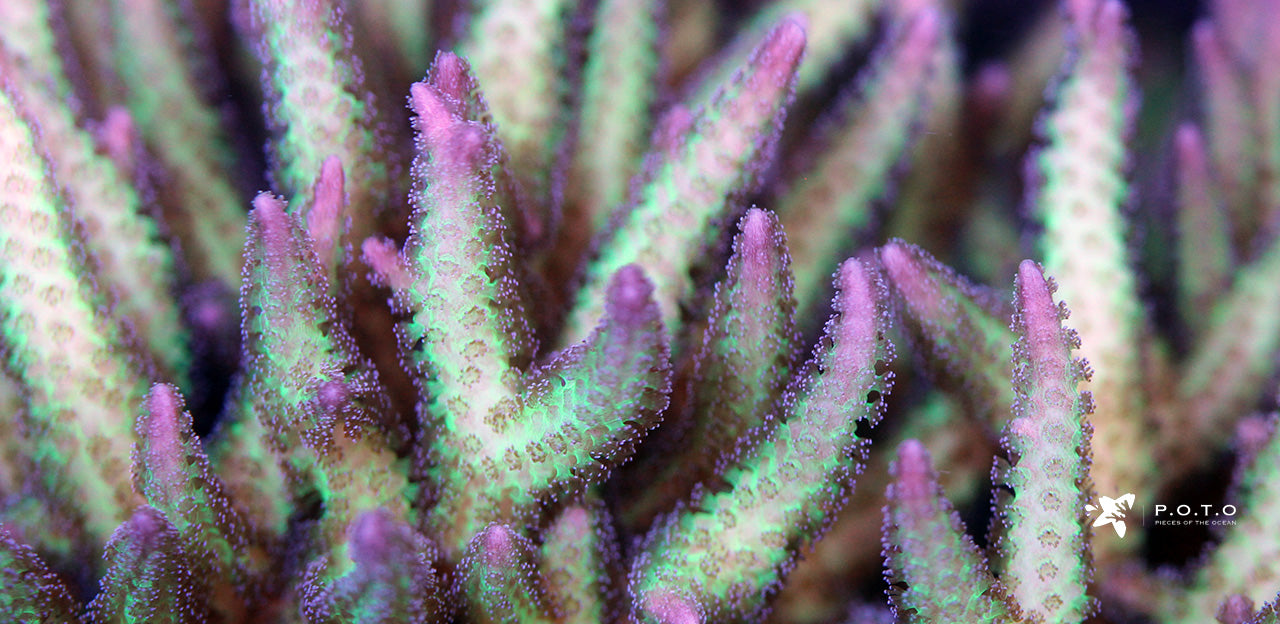 purple staghorn coral