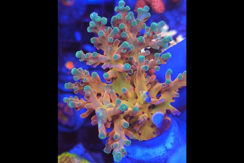 RRC Hellfire Echinata Image 1
