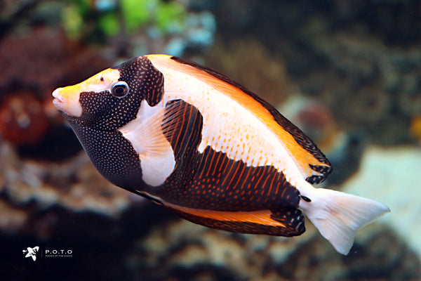 Picasso Dejardini Sailfin Tang in Andrew's 17000-Gallon Tank