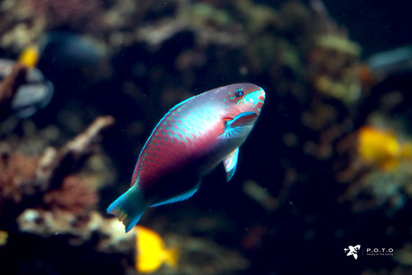 Quoyi Parrotfish