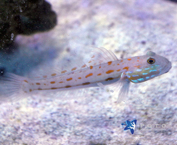 Antenna Yellowrose Goby / Stonogobiops nematodes