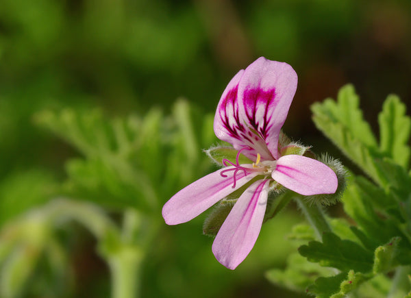 Geranio - Olio di fiori di Pelargonium Graveolens