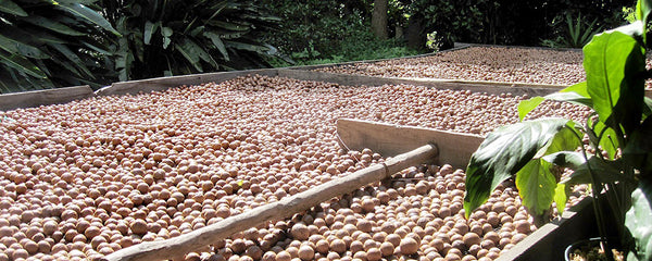 Harvest macadamia ready for market