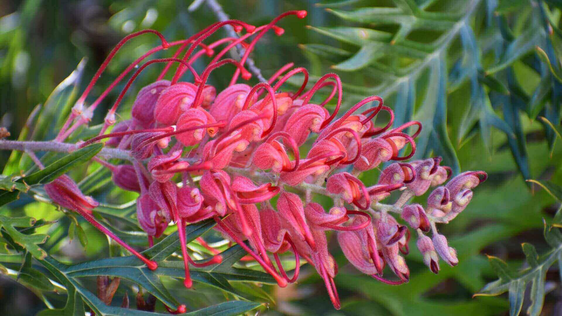 Collombatti Naturals 5 Best Australian Native plants to attract bee picture of a pinky red grevillea