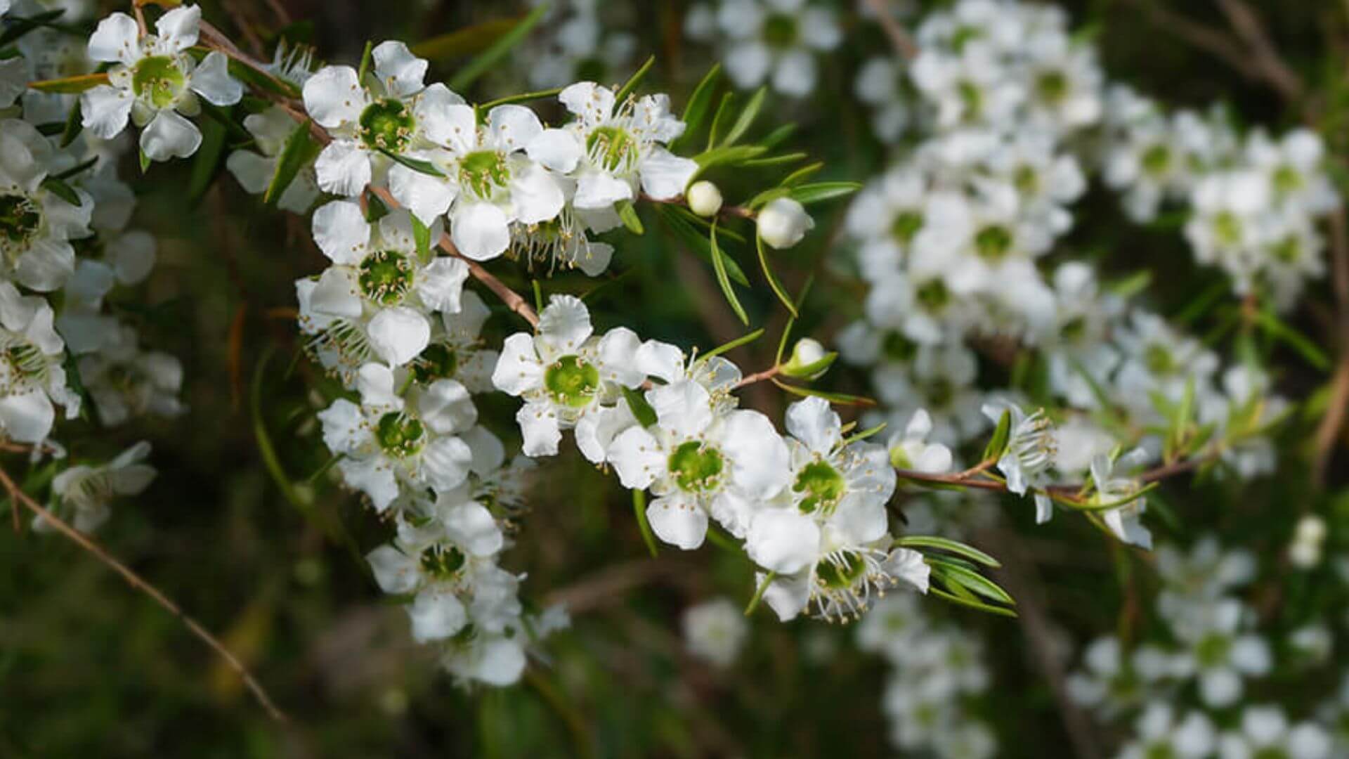 Collombatti Naturals 5 Best Australian Native Plants for a bee-friendly garden Jelly or Honey Bush