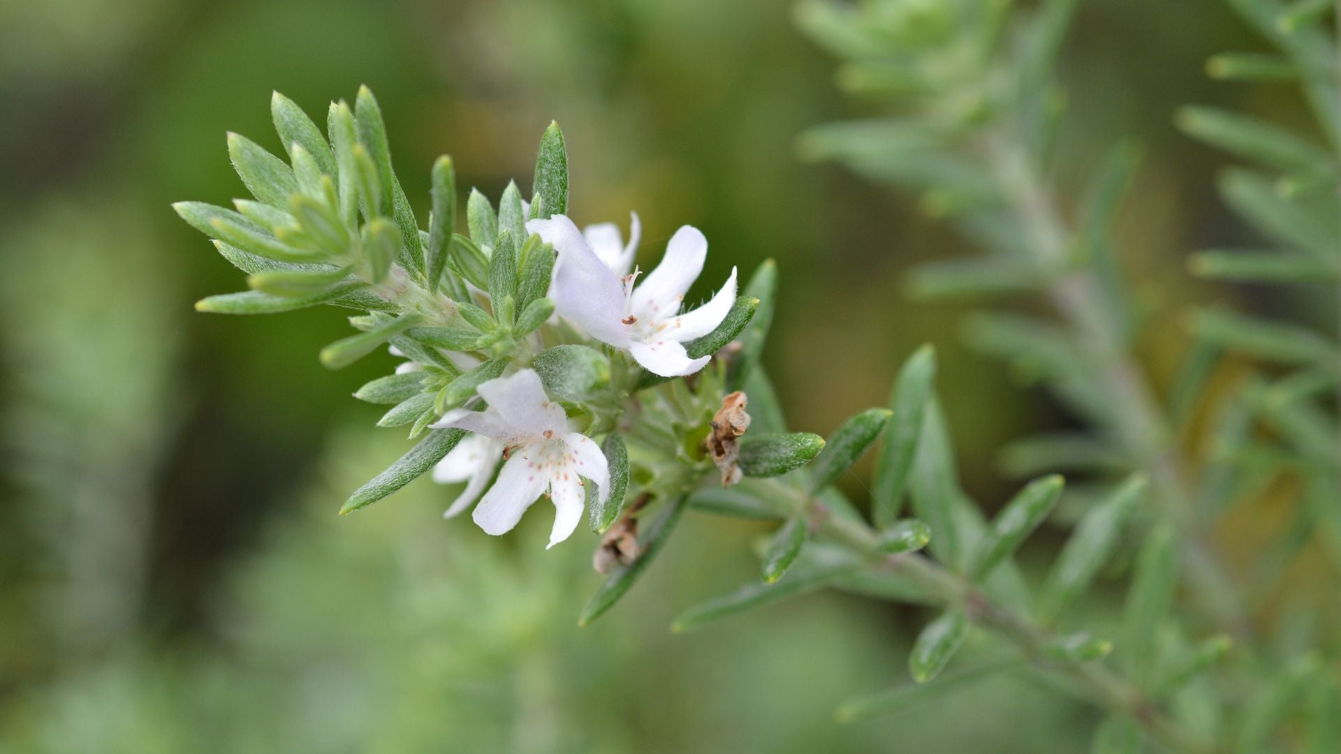 Collombatti Naturals 5 best Australian Native plants to attract bees picture of westringa with white flowers