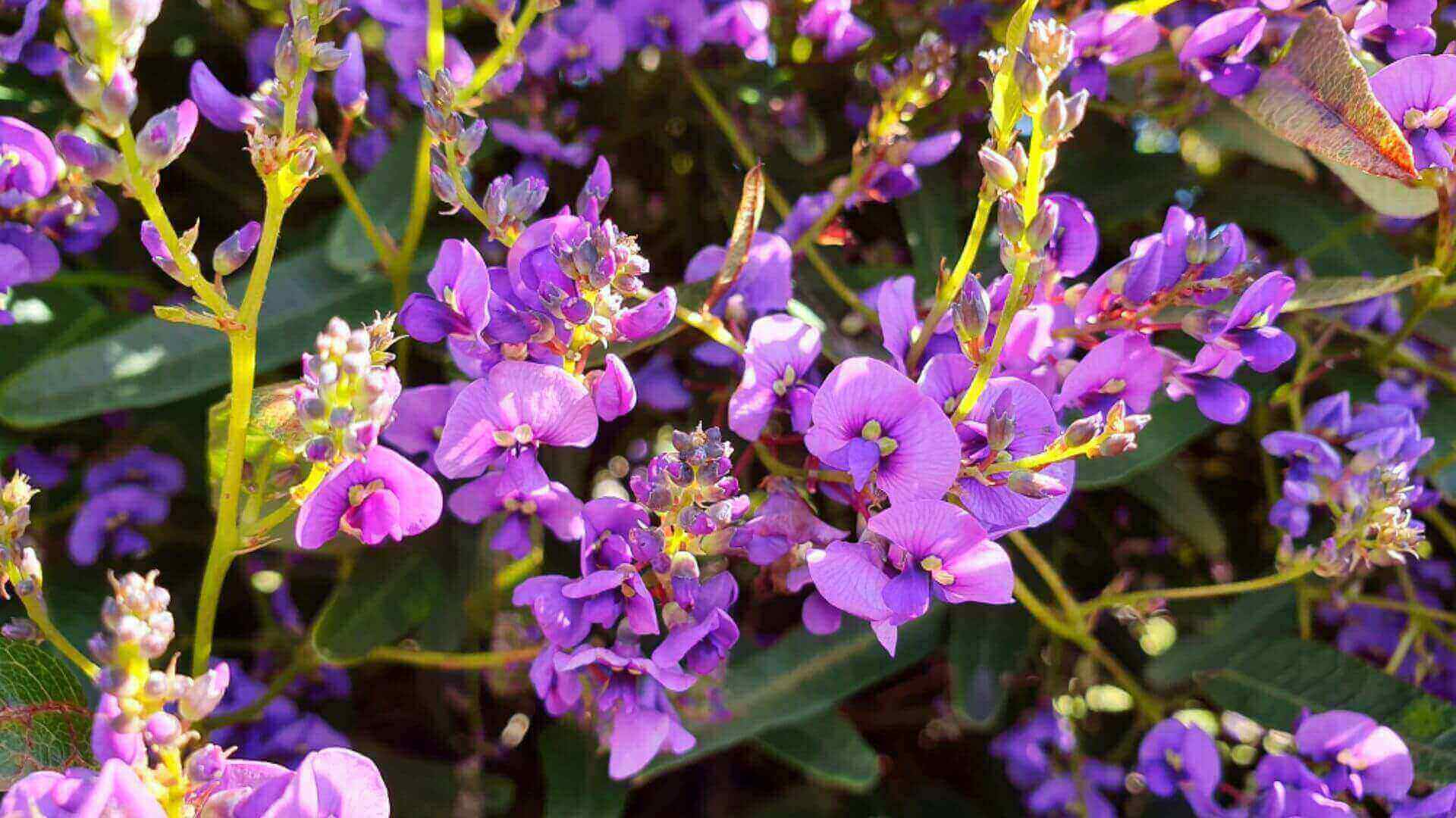 Collombatti Naturals 5 best native Australian plants to attract bees picture of Happy Wanderer with lilac coloured flowers