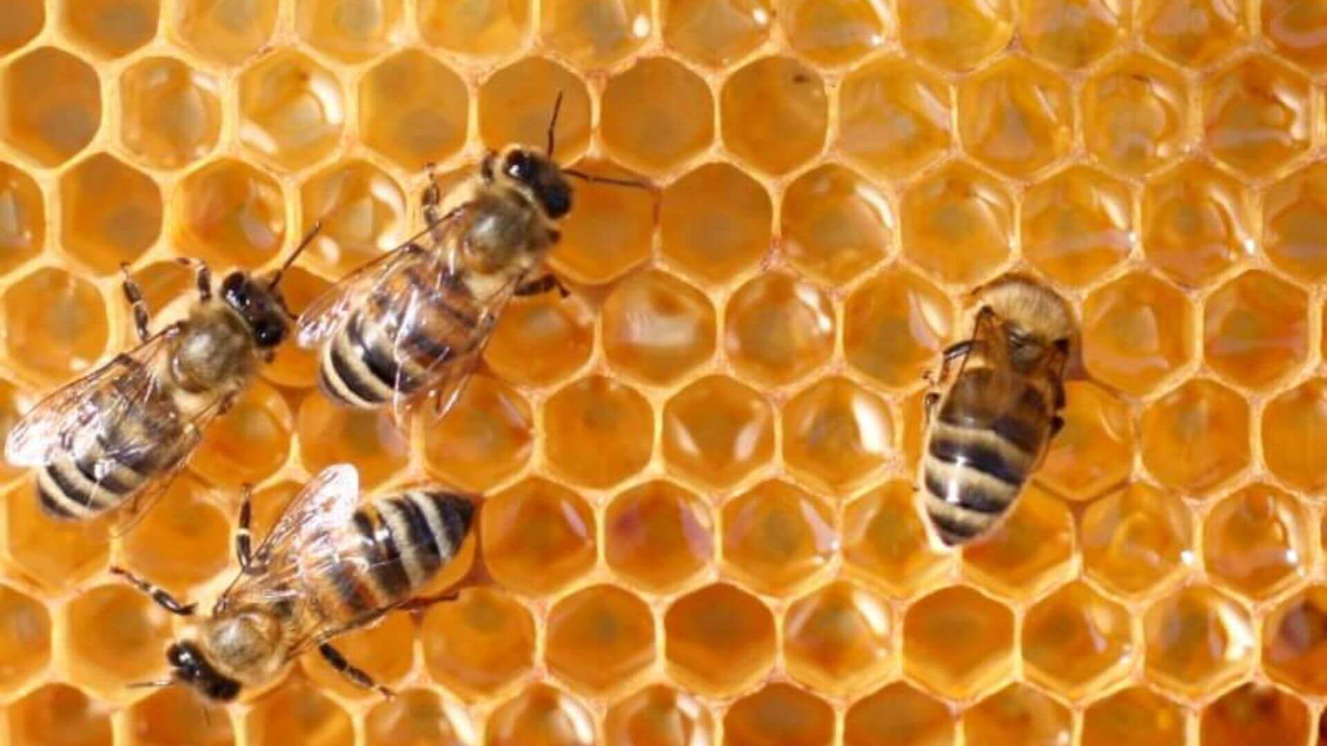 Collombatti Naturals 5 Reasons to use a beeswax wood polish picture of bees on honeycomb