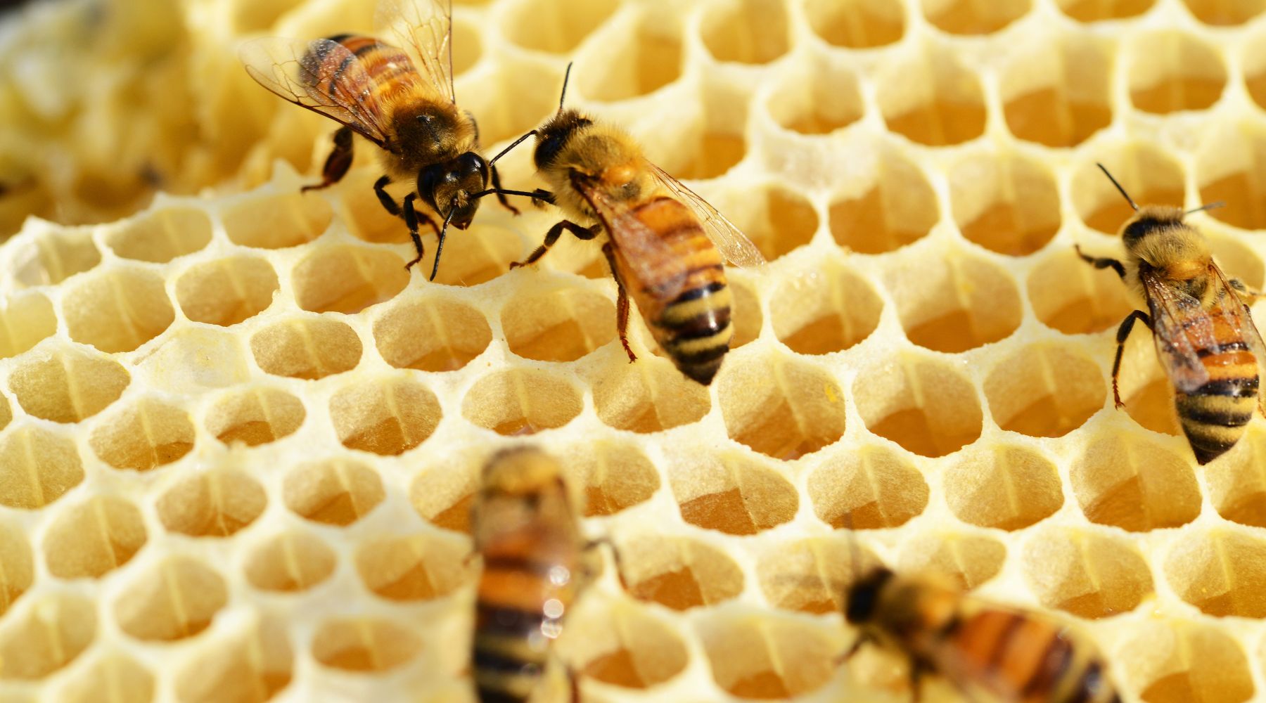 Collombatti Naturals Interesting Facts About Bees You Need To Know Blog -  a close up of some bees on honeycomb