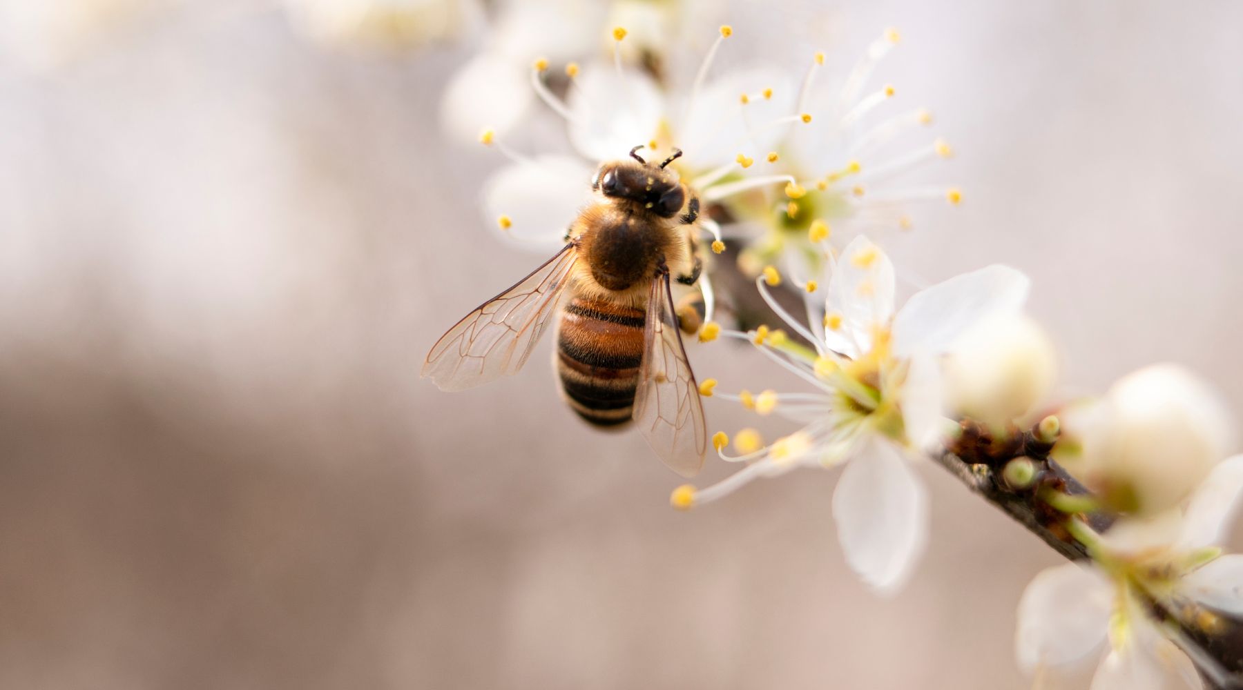 Collombatti Naturals Interesting Facts About Bees You Need To Know Blog - a close up of a bee on a branch of a cherry blossom